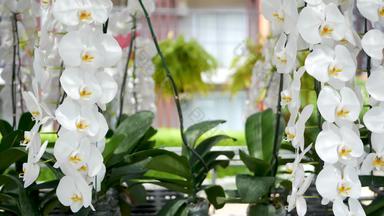 精致的白色优雅的兰花花黄色的中心阳光关闭宏热带花瓣春天花园摘要自然异国情调的背景复制空间花开花模式