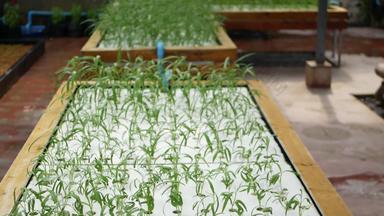 矩形木盒子装备灌溉系统年轻的幼<strong>苗绿</strong>色植物日益增长的概念健康的生态友好的饮食丰富的维生素农业技术<strong>绿</strong>色创新