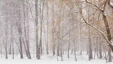 慢视频重雪木大片雪野生公园冬天树山丘树干树暴雪森林摘要背景慢运动