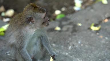 关闭青少年短尾猿吃<strong>香蕉</strong>水果<strong>猴子</strong>森林乌布巴厘岛印尼