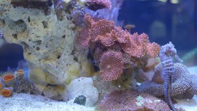 <strong>海马</strong>在珊瑚水族馆关闭<strong>海马</strong>游泳美妙的珊瑚清洁水族馆水海洋水下热带异国情调的生活自然背景