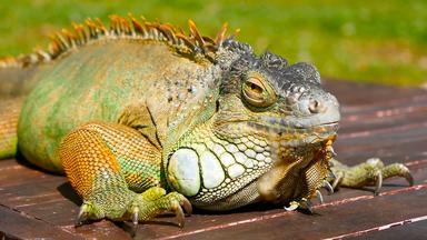 睡觉龙特写镜头肖像休息充满活力的蜥蜴有<strong>选择性</strong>的焦点绿色鬣蜥本地的热带区域