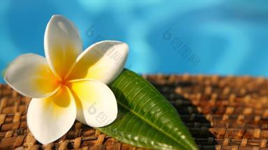 新鲜的白色鸡蛋花plumeria热带异国情调的花蓝色的游泳<strong>池</strong>水