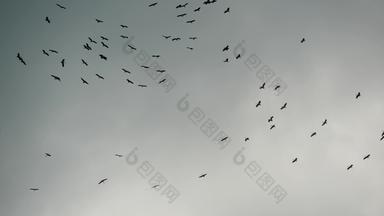 群鹳飞行灰色的多云的天空轮廓飙升的鸟象征自由自然概念<strong>保护环境</strong>濒临灭绝的物种动物