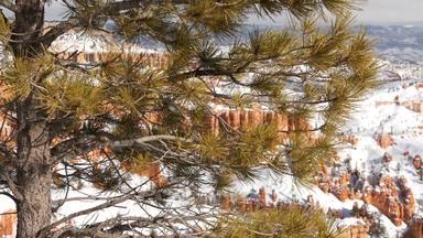 布莱斯峡谷冬天雪犹他州美国<strong>不</strong>祥之物圆形露天剧场侵蚀救援全景考虑到点独特的橙色形成红色的砂岩松柏科的松冷杉树生态<strong>旅游</strong>美国