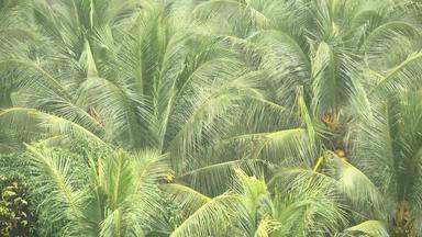 绿色分支机构椰子棕榈树斯瓦因<strong>风</strong>热带雨