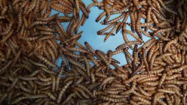 甲虫幼虫爬行容器小活着黄粉虫食物准备爬行底容器市场