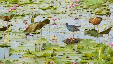 西方Swamphen湖水百合粉红色的<strong>荷花</strong>悲观的水反<strong>映</strong>鸟迁徙鸟野生异国情调的热带池塘环境保护濒临灭绝的物种
