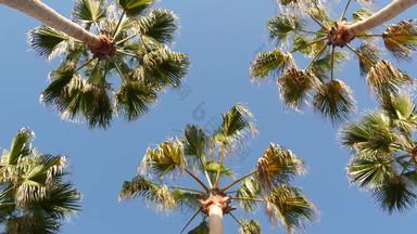 手掌这些洛杉矶加州美国夏季审美圣诞老人莫妮卡威尼斯海滩太平洋海洋清晰的蓝色的天空标志性的棕榈树大气贝弗利山好莱坞共鸣