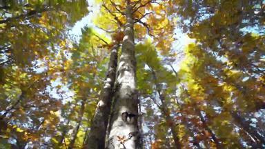 美丽的秋天森林呃替身拍摄