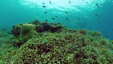 礁珊瑚场景热带水下海鱼硬软珊瑚水下景观
