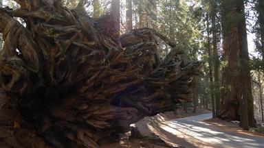 根下降红杉资本巨大的红木树树干森林被连根拔起大松柏科的松谎言国家公园北部加州美国环境保护旅游原始森林