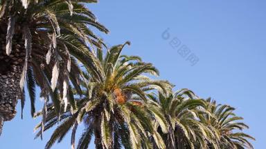 手掌这些洛杉矶加州美国<strong>夏季</strong>审美圣诞老人莫妮卡威尼斯海滩太平洋海洋<strong>清晰</strong>的蓝色的天空标志性的棕榈树大气贝弗利山好莱坞共鸣