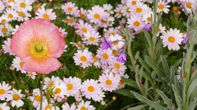粉红色的温柔的黛西花开花精致的玛格丽特自然植物关闭背景野花布鲁姆春天早....花园草地首页园艺加州美国春天植物区系