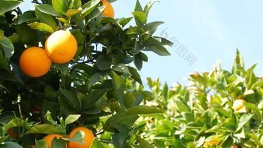 柑橘类橙色水果树加州美国春天花园美国当地的农业农场种植园家园园艺多汁的新鲜的叶子异国情调的热带收获分支春天天空
