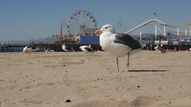 海海鸥阳光明媚的桑迪加州海滩经典摩天轮娱乐公园码头圣诞老人莫妮卡太平洋海洋度假胜地夏季<strong>标志性</strong>的视图象征这些洛杉矶美国旅行概念