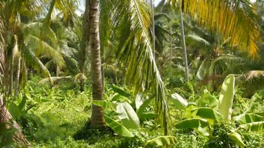 明亮的绿色植物香蕉种植园椰子棕榈树阳光明媚的一天泰国典型的景观泰国传统的农业亚洲明亮的多汁的异国情调的热带叶子背景