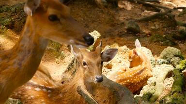 野生动物场景年轻的休耕的白尾鹿鹿野生哺乳动物动物森林周围发现了奇塔尔斯cheetal轴