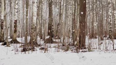 慢视频重雪木大片雪野生公园冬天树山丘树干树树干桦木森林摘要背景