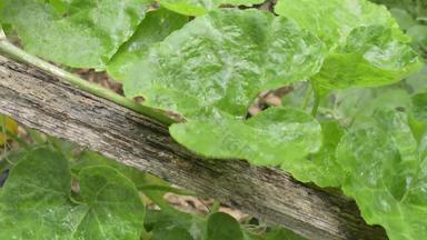 关闭下降雨滴水绿色南瓜树植物叶夏天季风雨滴绿色树叶子美丽的多雨的季节摘要纹理模式自然背景股票镜头