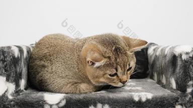 <strong>灰色</strong>的<strong>纯</strong>种小猫英国直钦奇利亚坐在白色背景猫休息床上