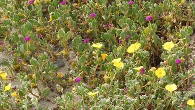 爬虫植物太平洋海洋桑迪海滩加州海岸美国沙子小花石头绿色植物海自然植物植物区系恩人恢复沿海生态系统