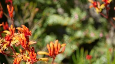 红色的猫袋鼠爪子花加州美国花、Bicolor花开花异国情调的热带澳大利亚热带雨林植物大气自然生动的植物区系森林花园绿色植物散景