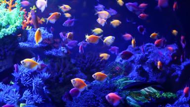 色彩斑斓的生<strong>动</strong>的<strong>鱼</strong>发光紫罗兰色的水族馆紫外线光紫色的荧光热带水生天堂异国情调的背景发光的闪亮的生态系统充满活力的幻想装饰霓虹灯坦克