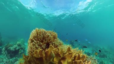 珊瑚礁热带鱼保和菲律宾
