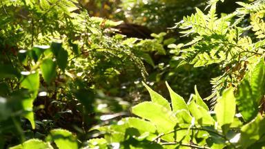 亚热带森林加州美国<strong>新</strong>鲜的春天早....<strong>大气</strong>绿色明亮的木阳光明媚的自然热带雨林郁郁葱葱的树叶春天阳光照射的荒野林地植物多汁的绿色植物