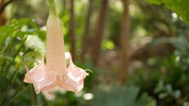 曼陀罗花开花园艺加州美国自然植物关闭背景软粉红色的布鲁姆春天早....花园新鲜的春天植物区系软焦点天使小号植物