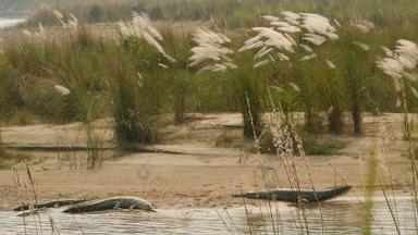 大大鳄鱼大鳄鱼吃鱼鳄鱼放松海滩拉普蒂河奇旺国家公园尼泊尔抢劫犯鳄鱼休息开放口沙滩繁殖中心夏天一天