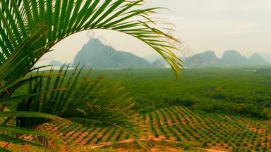 种植园石油棕榈树行热带景观