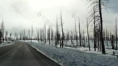 森林火之后烧烧焦的树美国黑色的干燃烧烧焦的松柏科的林地大火干旱损坏的木布莱斯峡谷自然灾难生态灾难