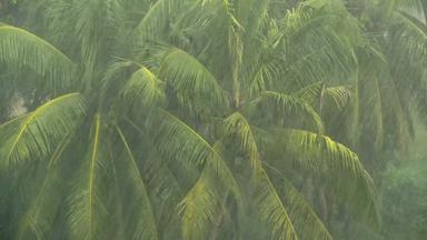 绿色分支机构椰子棕榈树斯瓦因<strong>风</strong>热带雨