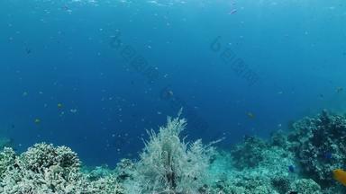 热带珊瑚礁海景鱼硬软珊瑚