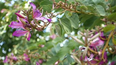 紫色的<strong>紫荆花</strong>兰花树花开花加州美国紫罗兰色的异国情调的热带布鲁姆丛林热带雨林大气软焦点生动的黑暗品红色的自然植物花精致的花瓣关闭