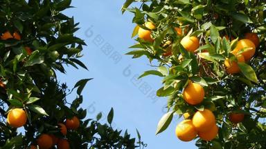 柑橘类橙色<strong>水果</strong>树加州美国春天花园美国当地的农业农场种植园<strong>家园</strong>园艺多汁的新鲜的叶子异国情调的热带收获分支春天天空