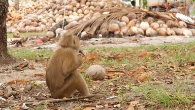 可爱的猴子工人休息椰子收获收集动物劳动圈养链农场坚果准备好了石油纸浆生产传统的亚洲农业泰国