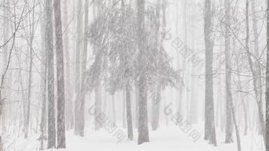 慢视频重雪木大片雪野生公园冬天树山丘树干树暴雪森林摘要背景慢运动