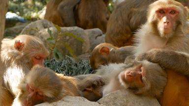 集团恒河短尾猿岩石家庭毛茸茸的美丽的短尾猿收集岩石自然睡觉斯瓦扬布纳特佛塔猴子寺庙加德满都尼泊尔