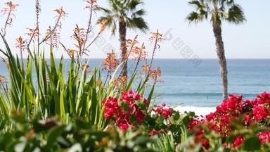 太平洋海洋海滩棕榈树码头热带海滨度假胜地这些洛杉矶加州美国