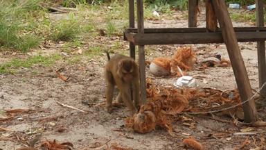 可爱的猴子工人休息椰子收获收集动物劳动<strong>圈养</strong>链农场坚果准备好了石油纸浆生产传统的亚洲农业泰国