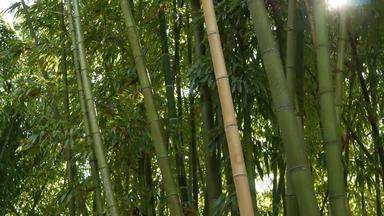 <strong>竹子</strong>森林异国情调的亚洲热带大气绿色树冥想冯水Zen花园安静的平静格罗夫早....和谐新鲜灌木丛日本中国人自然东方审美