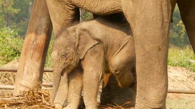 大象小腿妈妈。阳光迷人的小婴儿大象站妈妈。明亮的阳光在户外天可爱的婴儿野生动物