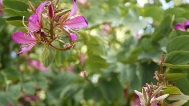 紫色的<strong>紫荆花</strong>兰花树花开花加州美国紫罗兰色的异国情调的热带布鲁姆丛林热带雨林大气软焦点生动的黑暗品红色的自然植物花精致的花瓣关闭