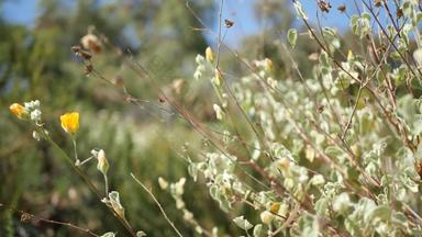 色彩斑斓的野花开花春天早....草地自然植物背景花精致的布鲁姆软焦点园艺加州美国五彩缤纷的浪漫的春天植物区系草本植物各种