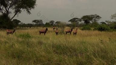 集团帽子羚羊<strong>女王伊丽莎白</strong>国家公园乌干达