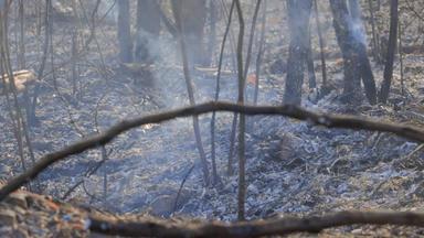 森林火树严重损坏的火