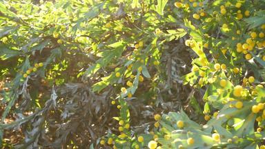 金合欢青光翅目黄色的花加州美国澳大利亚流行平粘土金合欢树不寻常的独特的原始异国情调的花序平静春天早....大气热带春天热带雨林